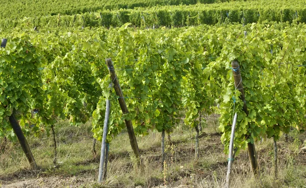 Francia, piccolo villaggio di Riquewihr in Alsazia — Foto Stock