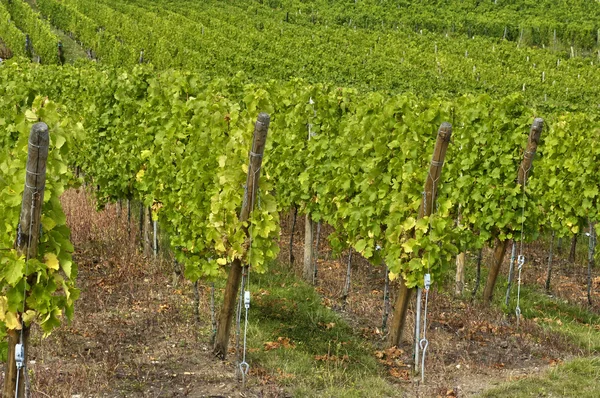 Francia, piccolo villaggio di Riquewihr in Alsazia — Foto Stock