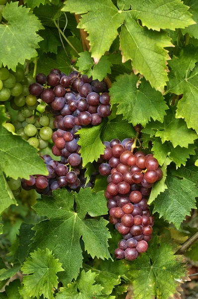 Franciaország, kis falu a Colmar Elzászbanlivre de lecture de femme et jour rêver à la maison de jardin. femelle jouissant relaxant de conférence et de tranquillité devant sa maison de campagne — Stock Fotó