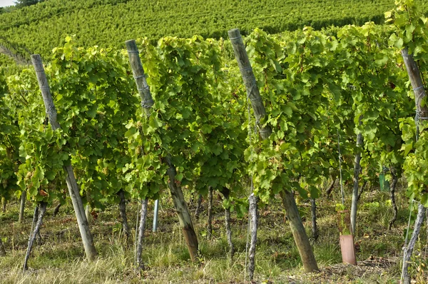 Francia, piccolo villaggio di Riquewihr in Alsazia — Foto Stock