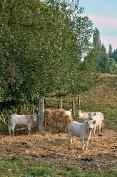 França, a pitoresca aldeia de brueil en vexin — Fotografia de Stock