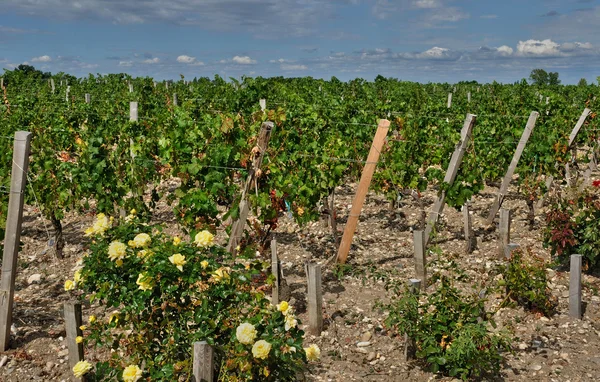 Wijngaarden van saint julien beychevelle in gironde — Stockfoto