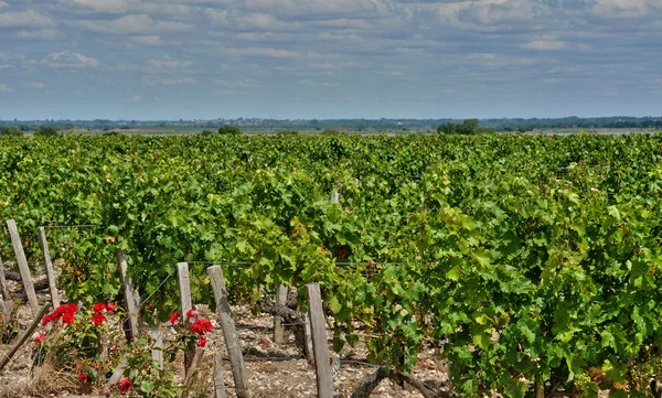 Saint-julien beychevelle a gironde szőlőskertje — Stock Fotó
