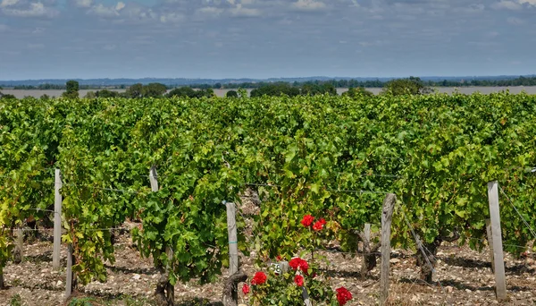 Wijngaarden van saint julien beychevelle in gironde — Stockfoto