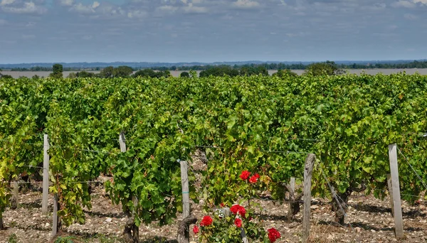 Weinberg des heiligen Julien beychevelle in gironde — Stockfoto