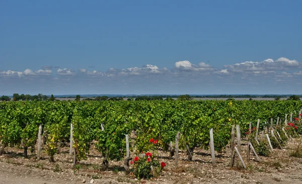 Wijngaarden van saint julien beychevelle in gironde — Stockfoto