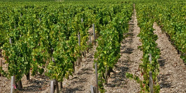 Vinha de Saint Julien Beychevelle em Gironde — Fotografia de Stock
