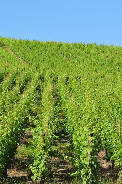 Francia, pittoresco villaggio di Riquewihr in Alsazia — Foto Stock