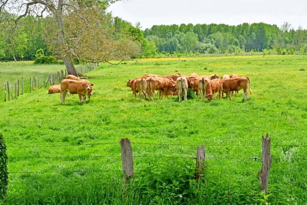 Chaussee Ivry France June 2021 Landscape Picturesque Village — Stock Photo, Image