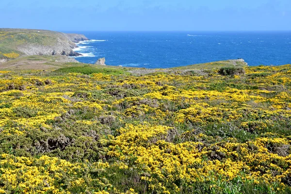 Plogoff Francia Mayo 2021 Cap Sizun — Foto de Stock