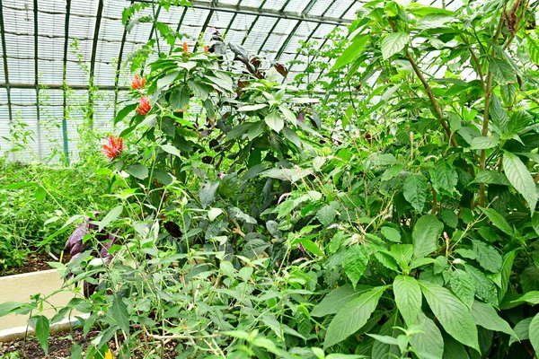 Paris France July 2021 Auteuil Greehouse Garden — стокове фото