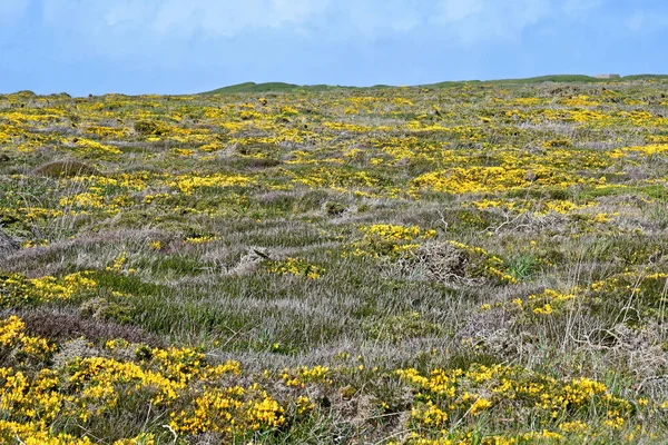 Plogoff France May 2021 Cap Sizun — 图库照片