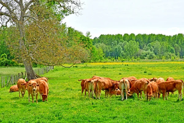 Chaussee Ivry Franța Iunie 2021 Peisaj Apropierea Satului Pitoresc — Fotografie, imagine de stoc