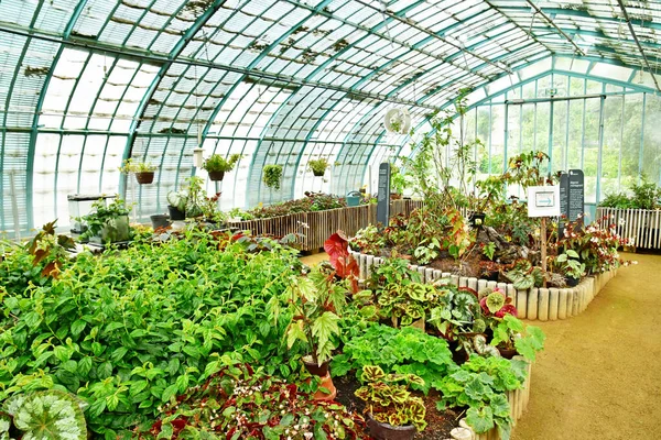 Paris Frankreich Juli 2021 Der Garten Der Greehouses Auteuil Der — Stockfoto