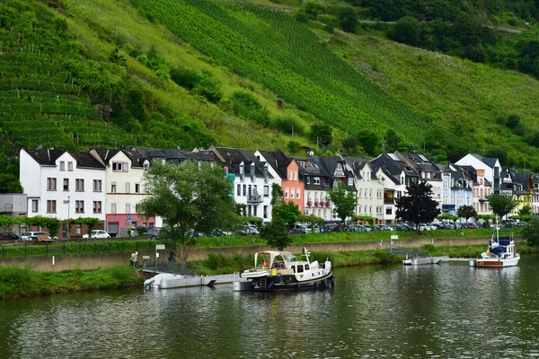 Moselle Völgy Zell Németország Augusztus 2021 Szőlőültetvény Völgye — Stock Fotó