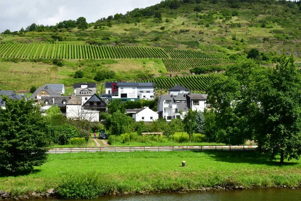 Moselle Vadisi Almanya Ağustos 2021 Üzüm Bağı Vadisi — Stok fotoğraf