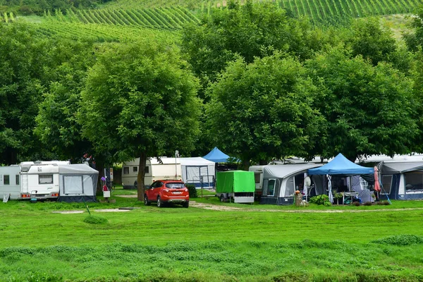 Moselle Völgy Reil Németország Augusztus 2021 Szőlőültetvény Völgye — Stock Fotó