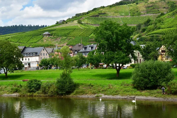 Moselle Vadisi Editör Alman Ağustos 2021 Üzüm Bağı Vadisi — Stok fotoğraf
