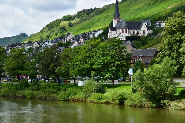 Moselle Valley Klotten Germany August 2021 Valley Vineyard Stock Picture