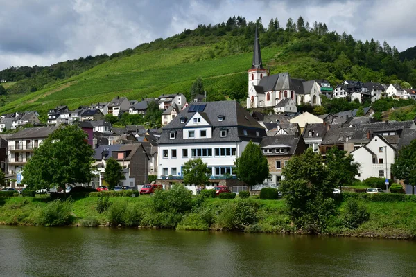 Dolina Moselle Klotten Niemcy Sierpnia 2021 Dolina Winnicy — Zdjęcie stockowe