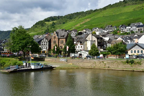 Moselle Valley Klotten Germany August 2021 Valley Vineyard Royalty Free Stock Images