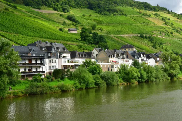 Долина Мозель Целл Німеччина 2021 Долина Виноградника — стокове фото