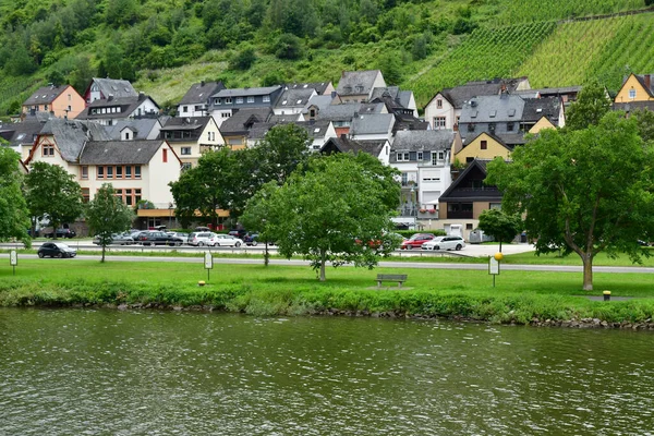 Moselle Vadisi Saint Aldegund Almanya Ağustos 2021 Üzüm Bağı Vadisi — Stok fotoğraf