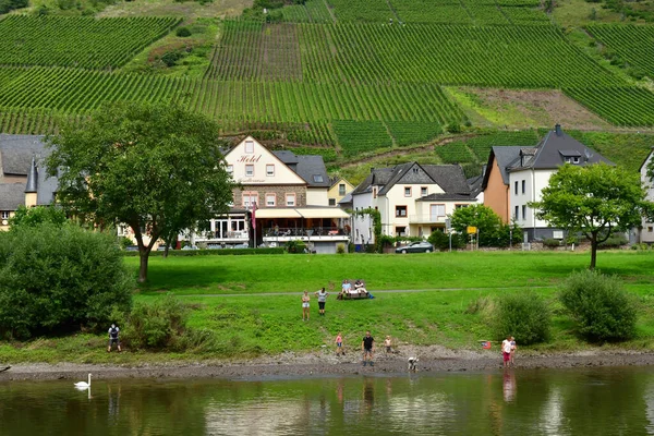 Moselle Valley Ediger Alemanha Agosto 2021 Vale Vinha — Fotografia de Stock