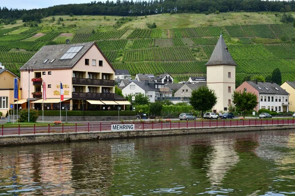 Dolina Moselle Mehring Niemcy Sierpień 2021 Dolina Winnicy — Zdjęcie stockowe