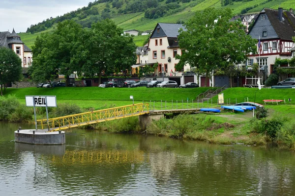 Moselle Valley Reil Germany August 2021 Valley Vineyard — Stock Photo, Image