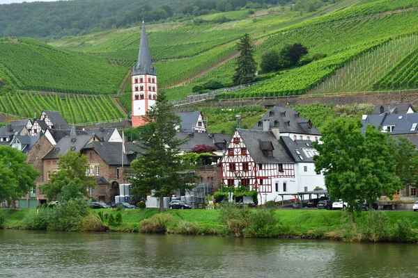 Moselle Valley Merl Germany August 2021 Valley Vineyard — Stock Photo, Image