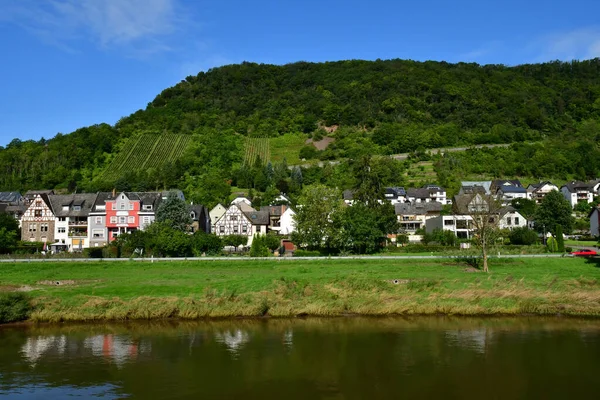 Moselle Vadisi Moselkern Almanya Ağustos 2021 Üzüm Bağı Vadisi — Stok fotoğraf