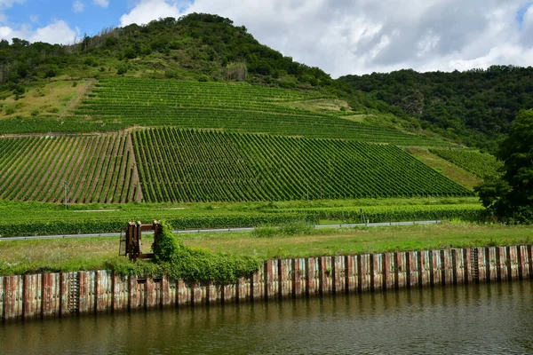 Valle Del Mosela Alemania Agosto 2021 Valle Del Viñedo — Foto de Stock