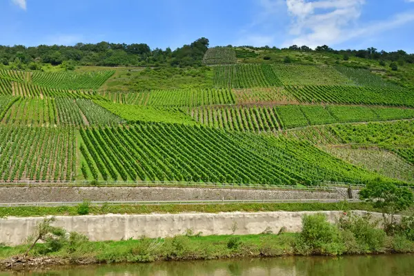 Valle Del Mosela Kowerich Alemania Agosto 2021 Valle Del Viñedo — Foto de Stock