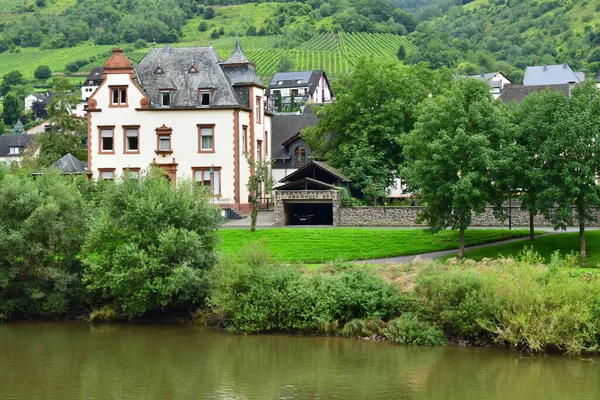 Moselle Vadisi Reil Germany Ağustos 2021 Üzüm Bağı Vadisi — Stok fotoğraf