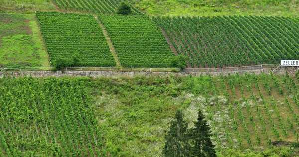 モゼル渓谷 ドイツ ツェル 2021年8月11日ブドウ畑の谷 — ストック写真