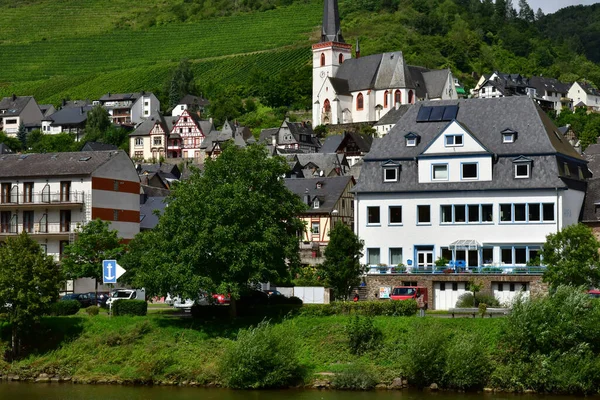 Moselle Völgy Klotten Németország Augusztus 2021 Szőlőültetvény Völgye — Stock Fotó