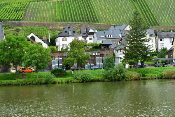 Moselle Vadisi Merl Almanya Ağustos 2021 Üzüm Bağı Vadisi — Stok fotoğraf