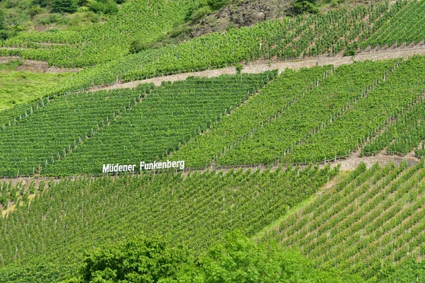 Dolina Moselle Niemcy Sierpnia 2021 Dolina Winnicy — Zdjęcie stockowe
