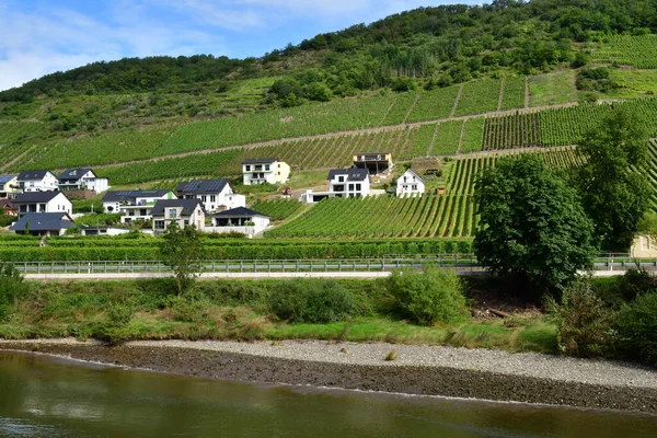 Moselle Valley Germany August 2021 Valley Vineyard — Stock Photo, Image