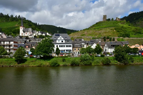 Moselle Völgy Klotten Németország Augusztus 2021 Szőlőültetvény Völgye — Stock Fotó