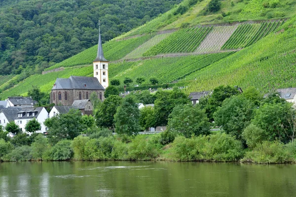 Moselle Valley Bremm Germany August 2021 Valley Vineyard — Stock Photo, Image