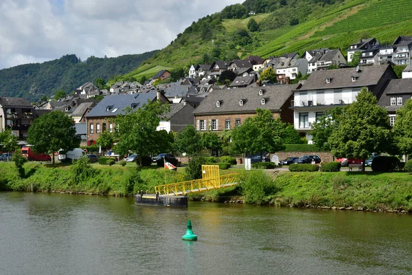 Vallée Moselle Klotten Allemagne Août 2021 Vallée Vignoble — Photo