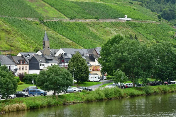 Moselle Vadisi Zell Almanya Ağustos 2021 Üzüm Bağı Vadisi — Stok fotoğraf