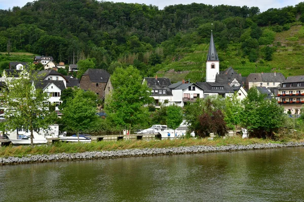 Moezelvallei Duitsland Augustus 2021 Het Dal Van Wijngaard Bij Coblenz — Stockfoto