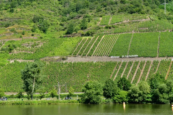 Moselle Valley Germany August 2021 Valley Vineyard — Stock Photo, Image