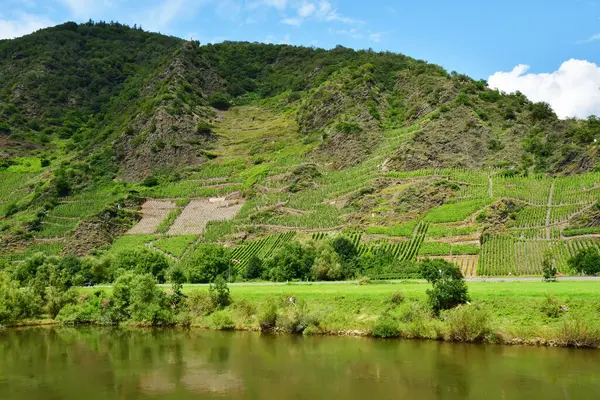 Moselle Völgy Ediger Németország Augusztus 2021 Szőlőültetvény Völgye — Stock Fotó