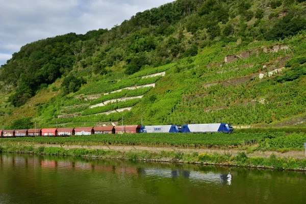 Dolina Moselle Oberfell Niemcy Sierpień 2021 Dolina Winnicy — Zdjęcie stockowe