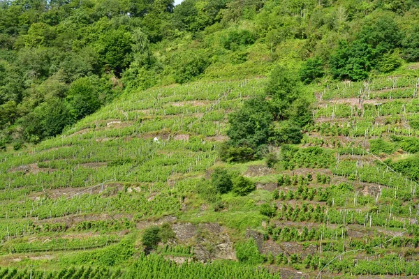 Vallée Moselle Oberfell Allemagne Août 2021 Vallée Vignoble — Photo