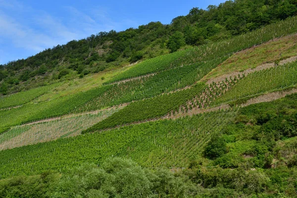 Moselle Valley Moselkern Germany August 2021 Valley Vineyard — Stock Photo, Image